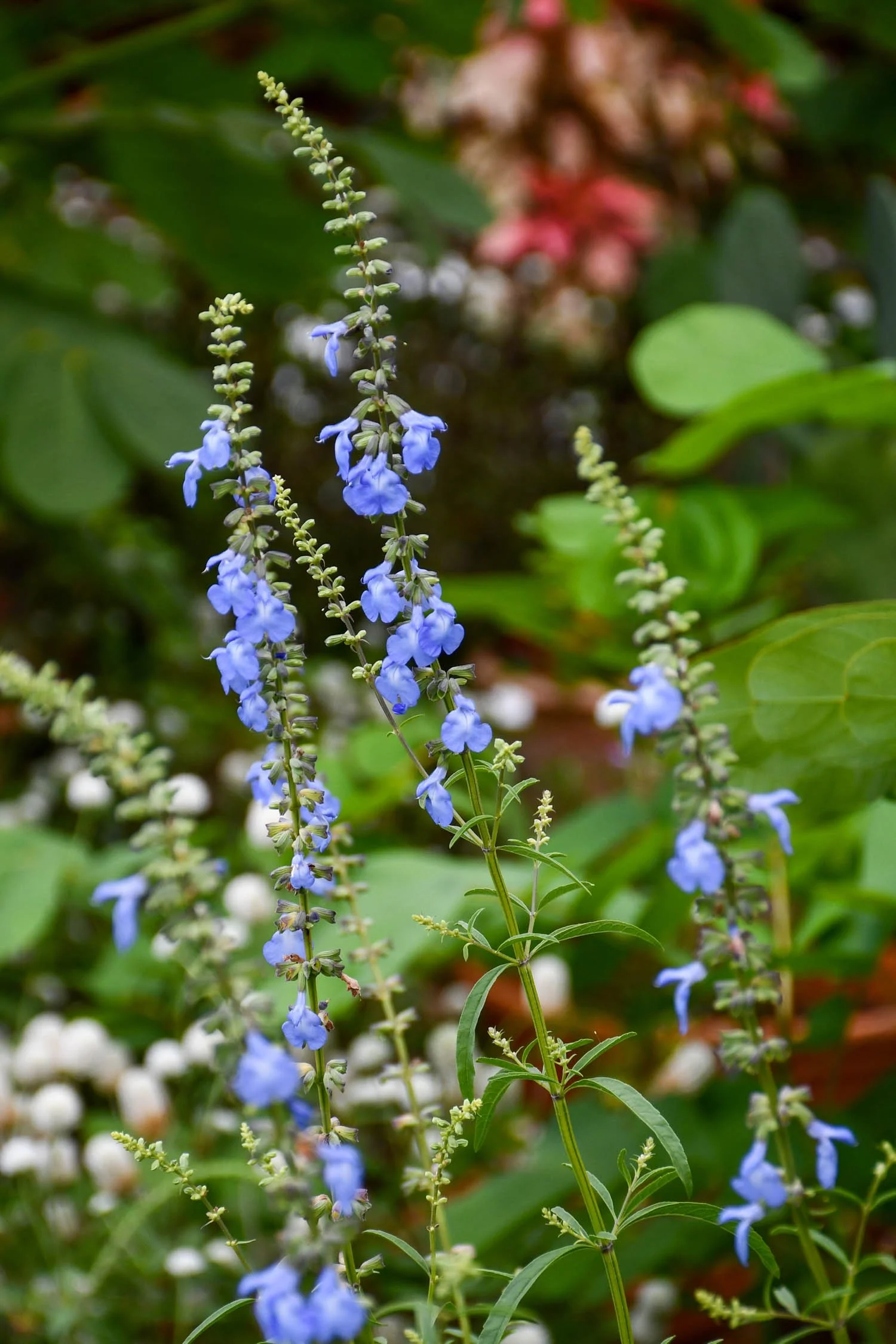 Salvia azurea | prairie sage | Meristem